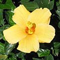 Ft. Myers Yellow